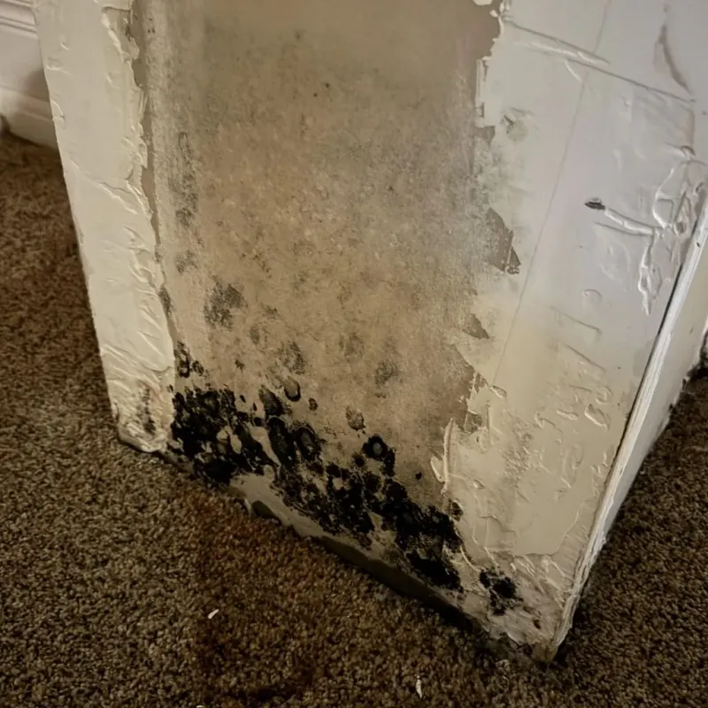 Professional Mold Removal in Johnstonville, CA